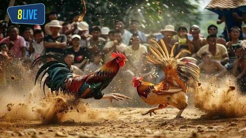 Đá gà ở Campuchia có quy mô chuyên nghiệp